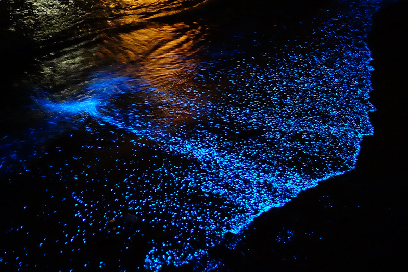 Top 5 Bioluminescent Beaches in the World