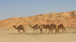 Saudi Arabian desert travel
