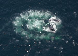 Humpback's Unique Feeding Technique bubblenet feeding