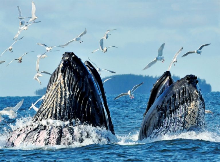 Best Places for Humpback Whales Watching in the World - Traveladvo