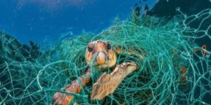 Help to Save green Sea Turtles