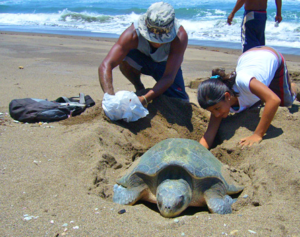 Help to Save green Sea Turtles in Costa Rica