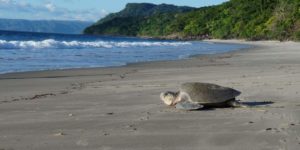 Help to Save the Sea Turtles in Costa Rica