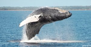 Maui, Hawaii Best Places for Humpback Whales Watching