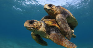 Reproduction of sea turtles and Growth