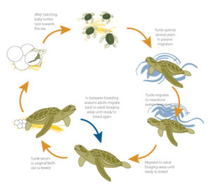 Reproduction of sea turtles and Growth