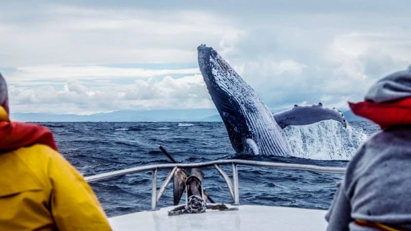 Reykjavík and Húsavík, Iceland Best Places for Humpback Whales Watching
