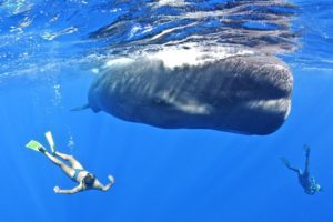 Silver Bank, Dominican Republic best places for swimming with humpbacks