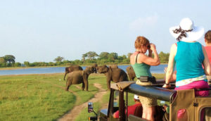 Take a wildlife safari with your family top 5 things to do in Sri Lanka for travelers