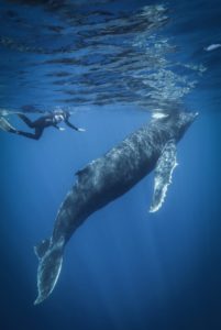 Humpback Whales Watching and Swimming