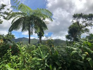 Visit El Yunque National Forest, Rio Grande 7 Best Places to Travel in Puerto Rico