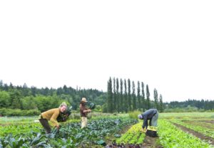 Work in an organic farm Travel the World for Free