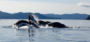 whale watching in Prince of Wales Island Alaska