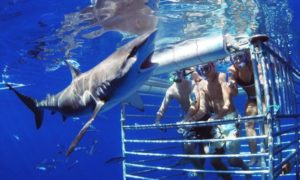 Cage Diving with Sharks in North Shore