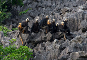 Cat Ba Langurs