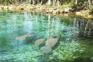 Three Sisters Springs, Crystal River