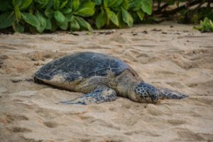 Watch and Save Sea Turtles in North Shore
