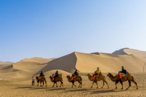 Bactrian camels in Gobi Desert
