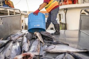 Catch Honolulu Fish Auction