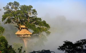 Experience Gibbon Tree Houses