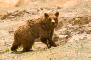 Gobi Bear