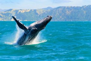 Watch humpback whales in Honolulu