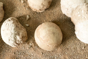 dinosaur eggs in Gobi Desert