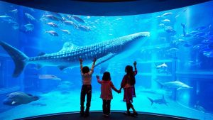 Osaka Aquarium Kariyukan