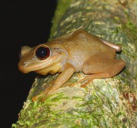 Explore wildlife in El Yunque