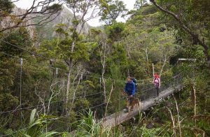 Hikes in Great Barrier Island