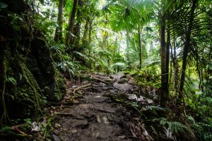 Hiking trails in El Yunque