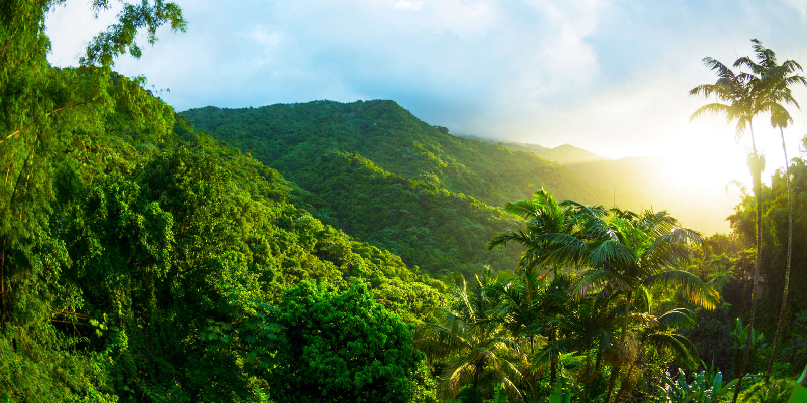 El Yunque Rainforest Tattoo - wide 11