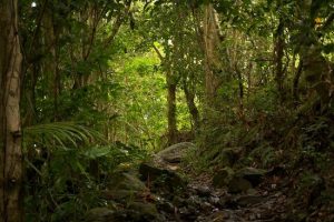 Sage Mountain National Park Tortola