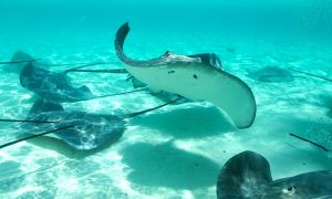 Sharks and Stingray snorkeling in Tahiti Island