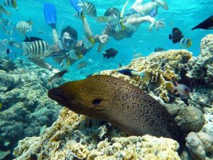 Snorkeling and Scuba Diving in Bora Bora