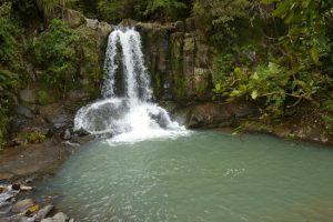 Visit Kauri Falls