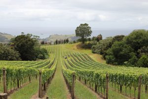 Waiheke Island Wineries