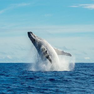whale watching in Tahiti Island