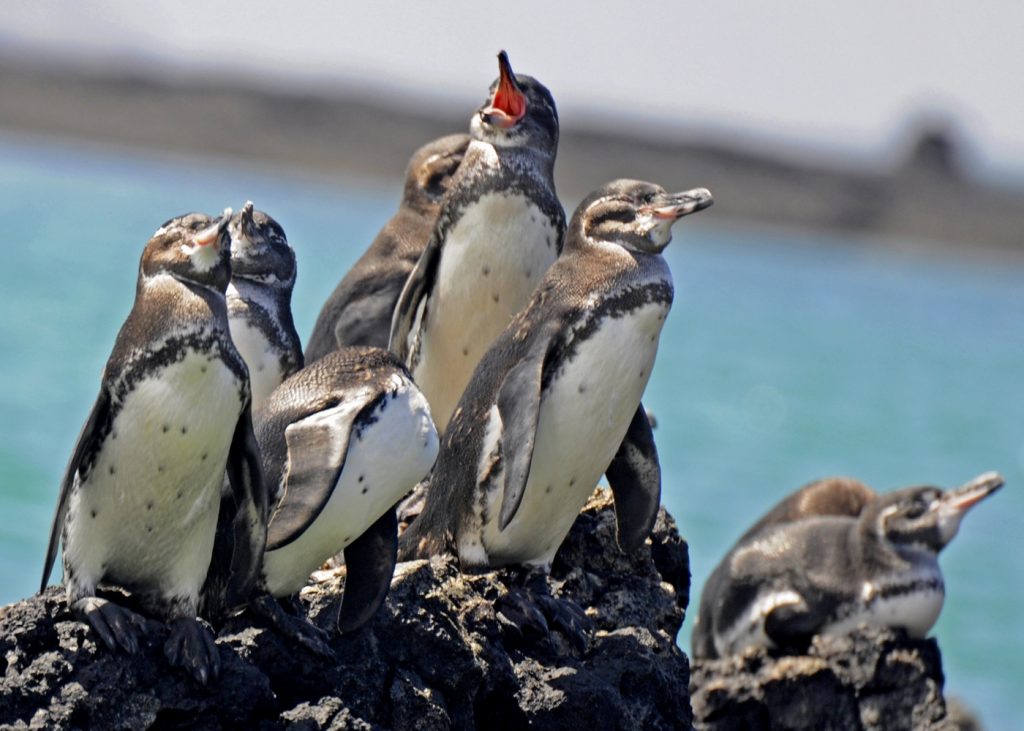 Galapagos Penguins: Everything about These Tiny Creatures