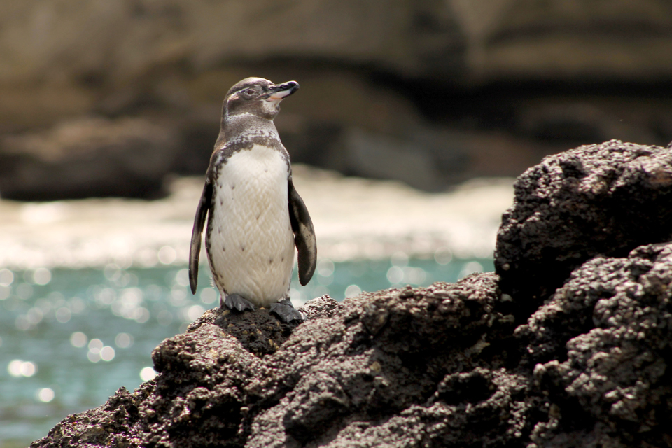 Galapagos Penguins Facts   