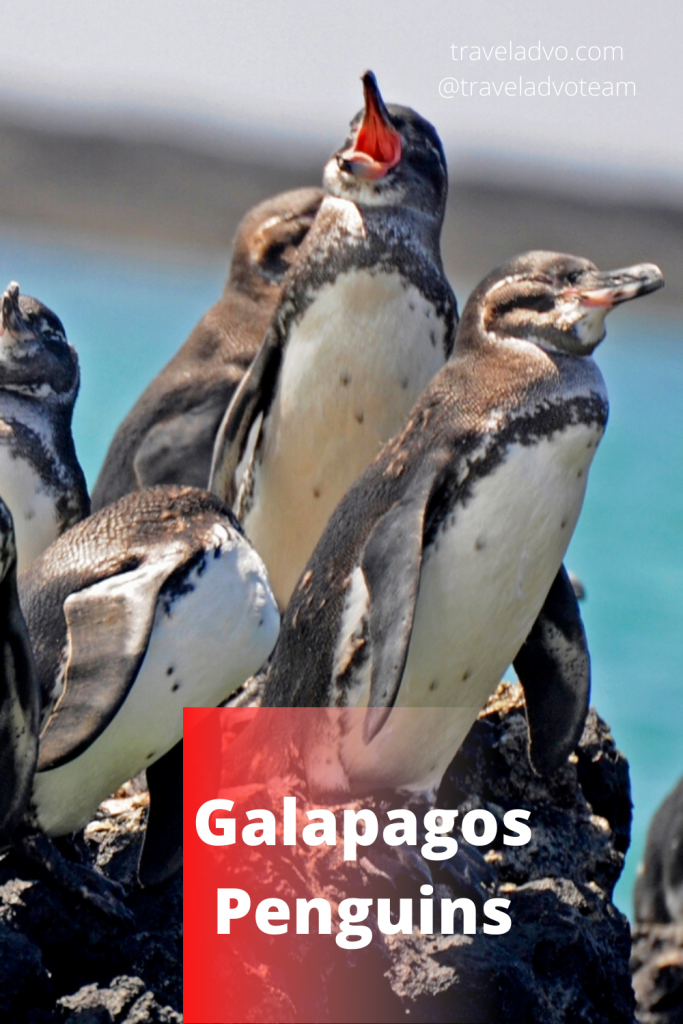Galapagos Penguins Guide