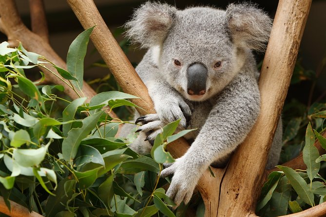 Healesville Sanctuary in Yarra Valley