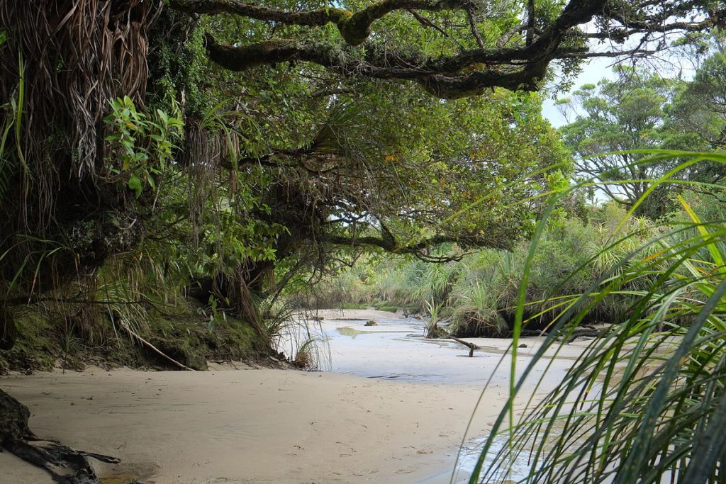 Kahurangi National Park West Coast, South Island New Zealand