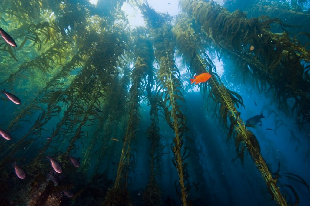 Santa Cruz Island Snorkeling