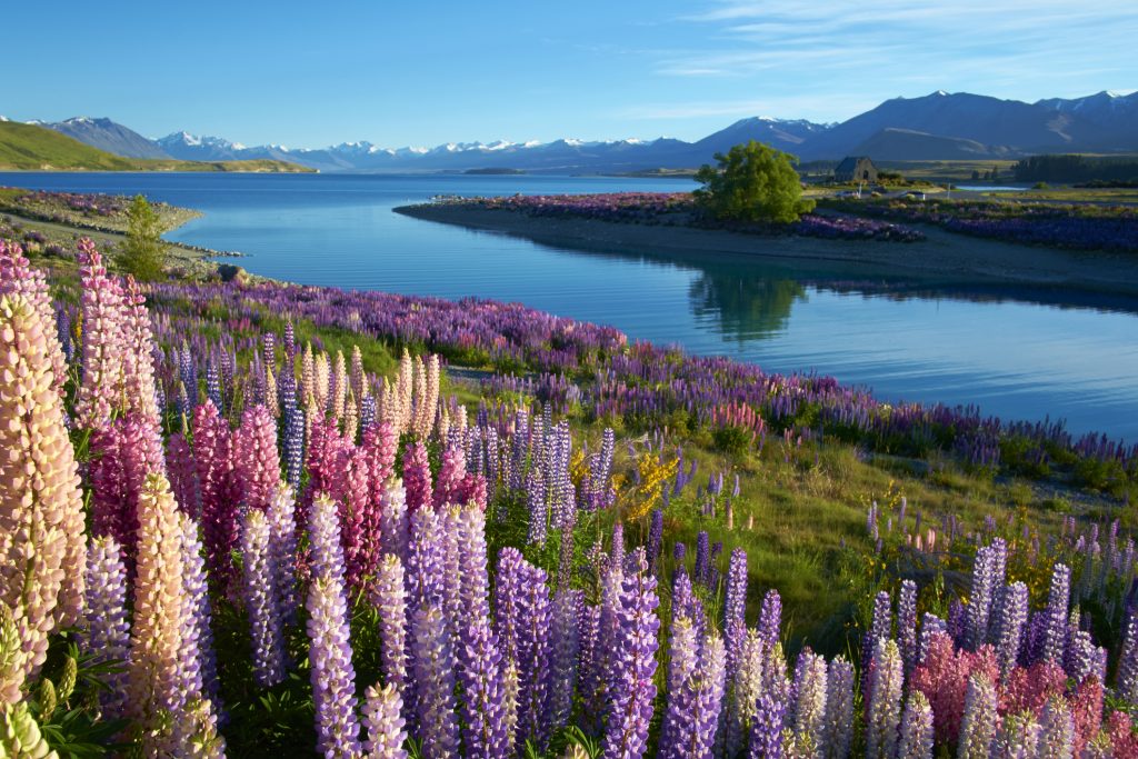 Summer in New Zealand