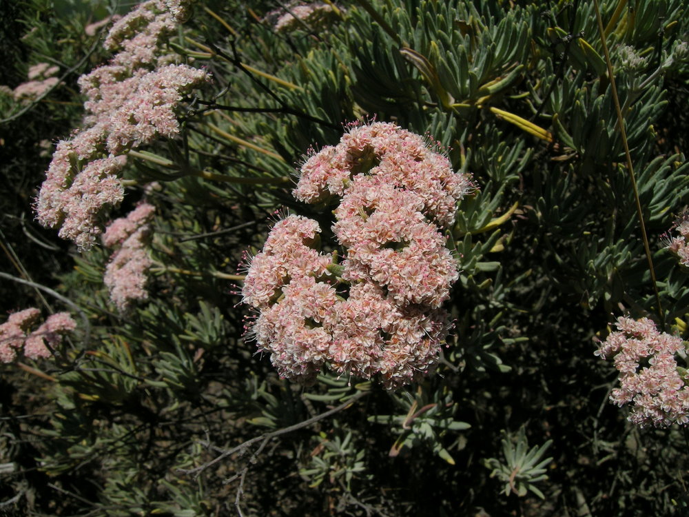 buckwheat flowers Santa Cruz Island