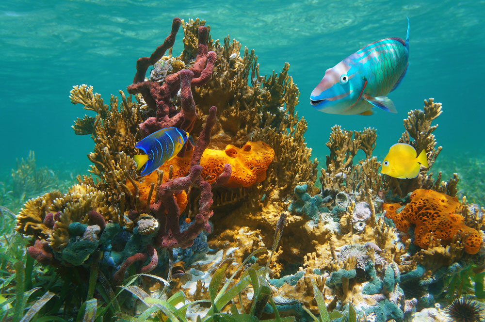 Scuba Diving in the Florida Keys, Florida Summer Bucket List
