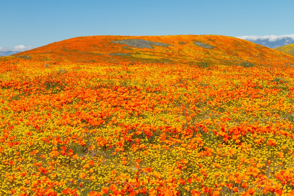 Visit Antelope Valley Poppy Reserve, California