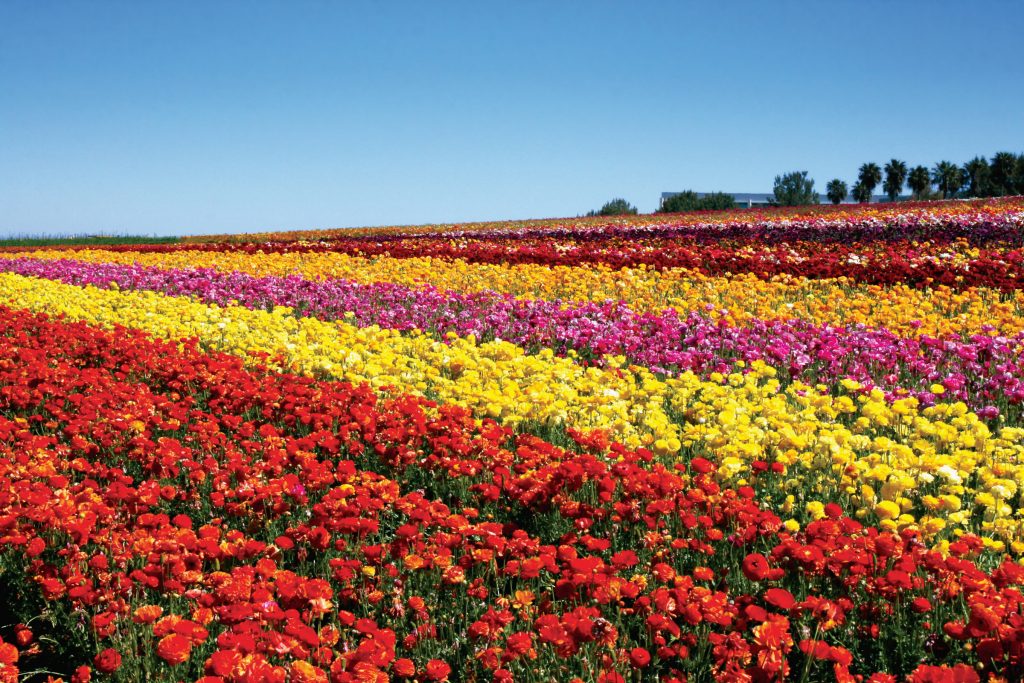 Visit Carlsbad Flower Fields in California