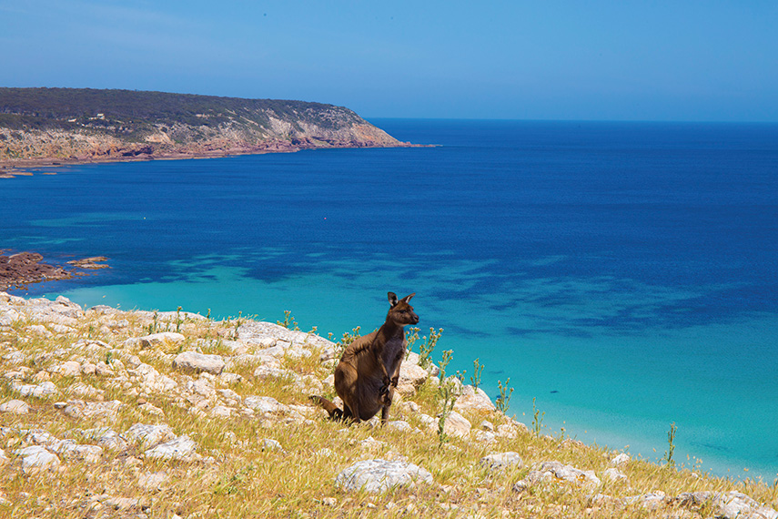 Visit Kangaroo Island in South Australia